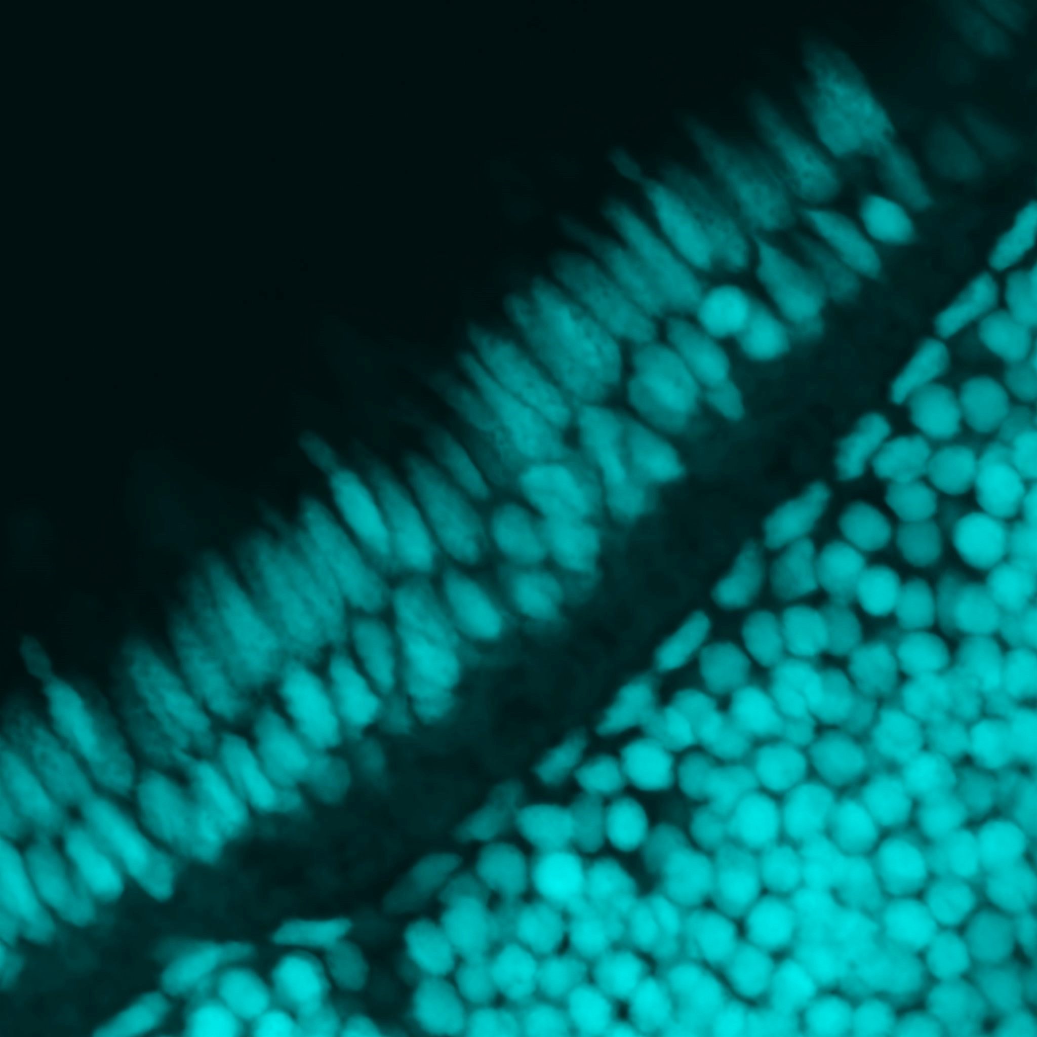 Cichlid Retinal Tissue