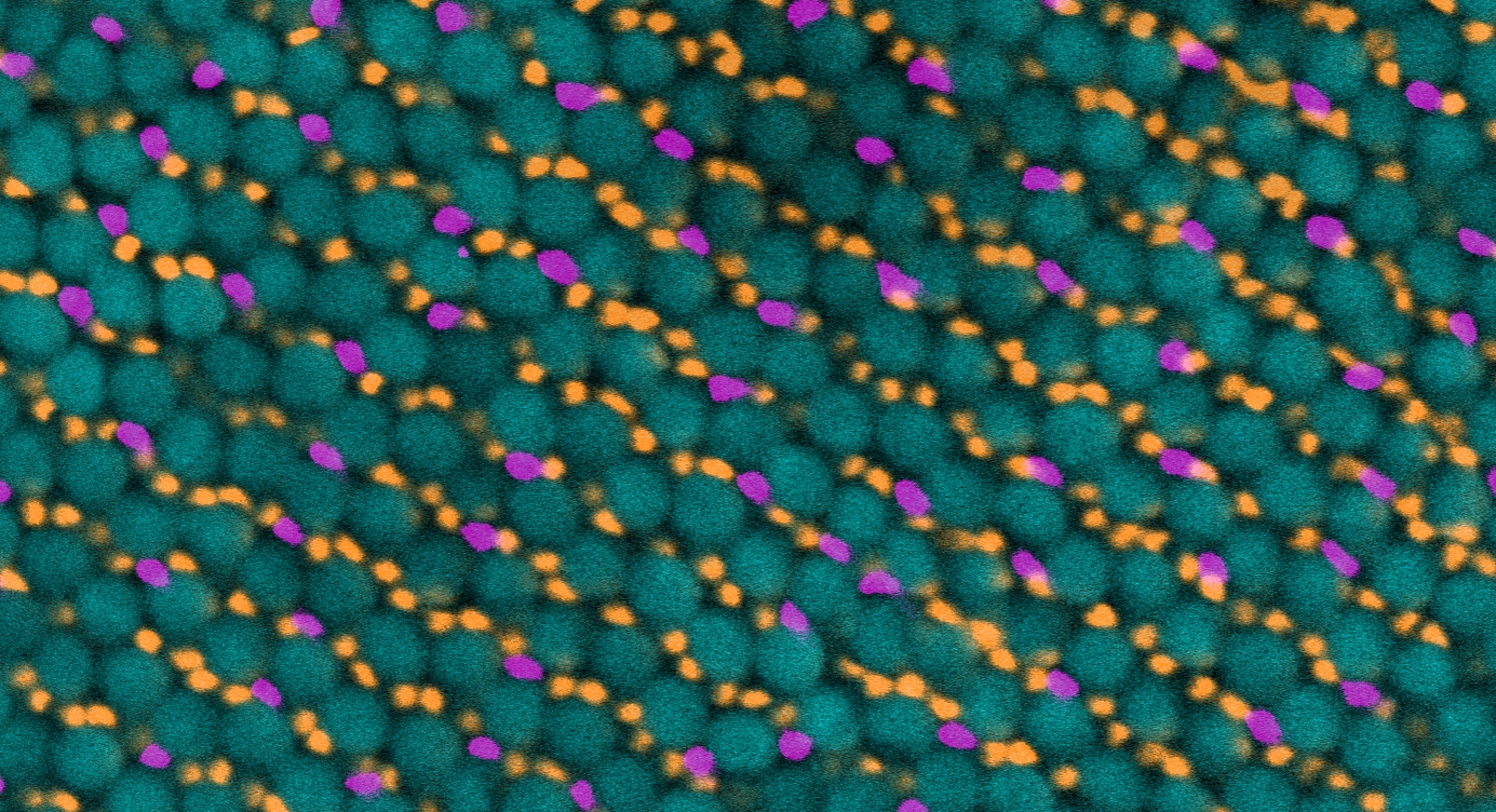 Gekko Retinal Tissue