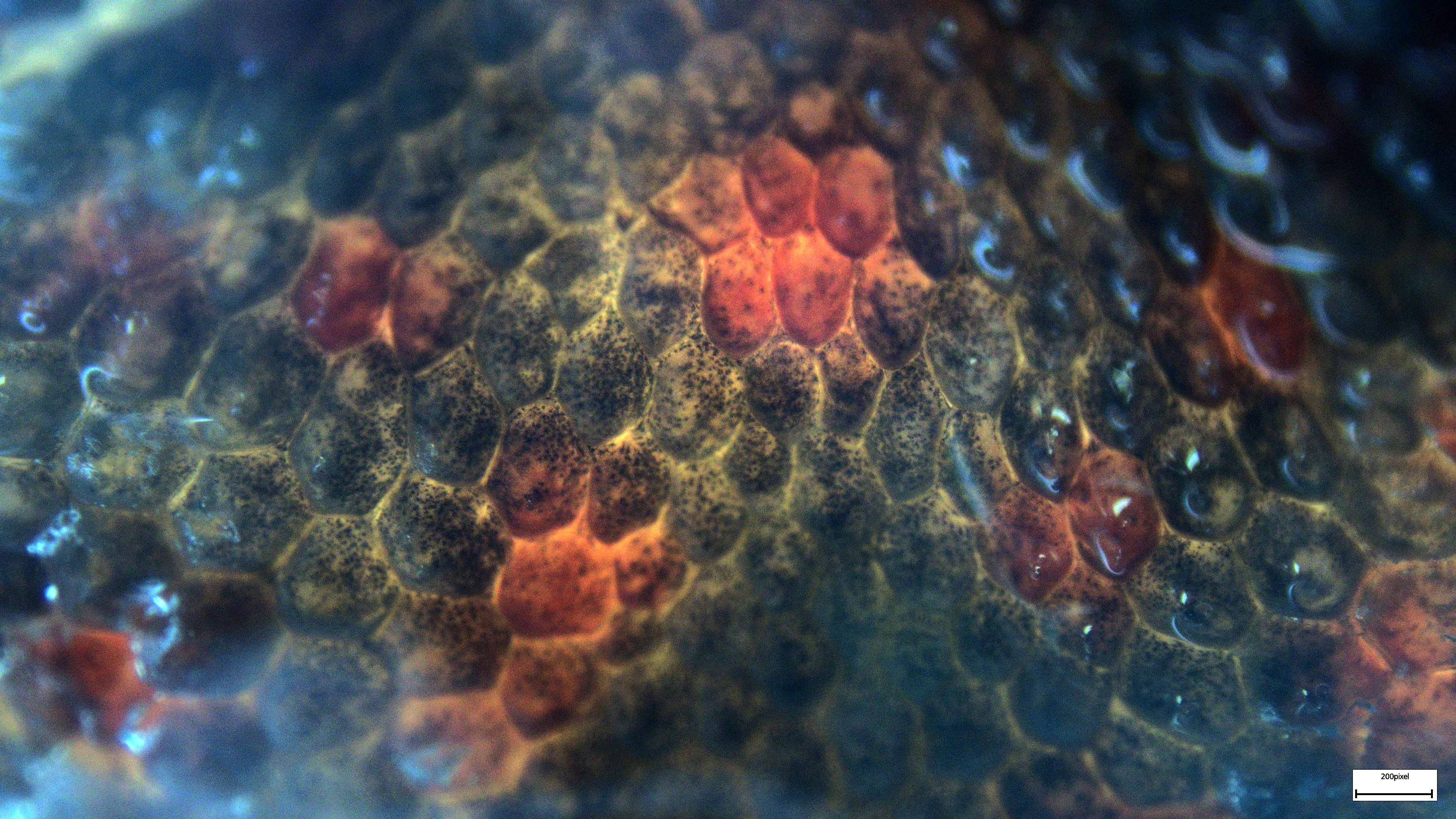 Gekko Epidermal Tissue