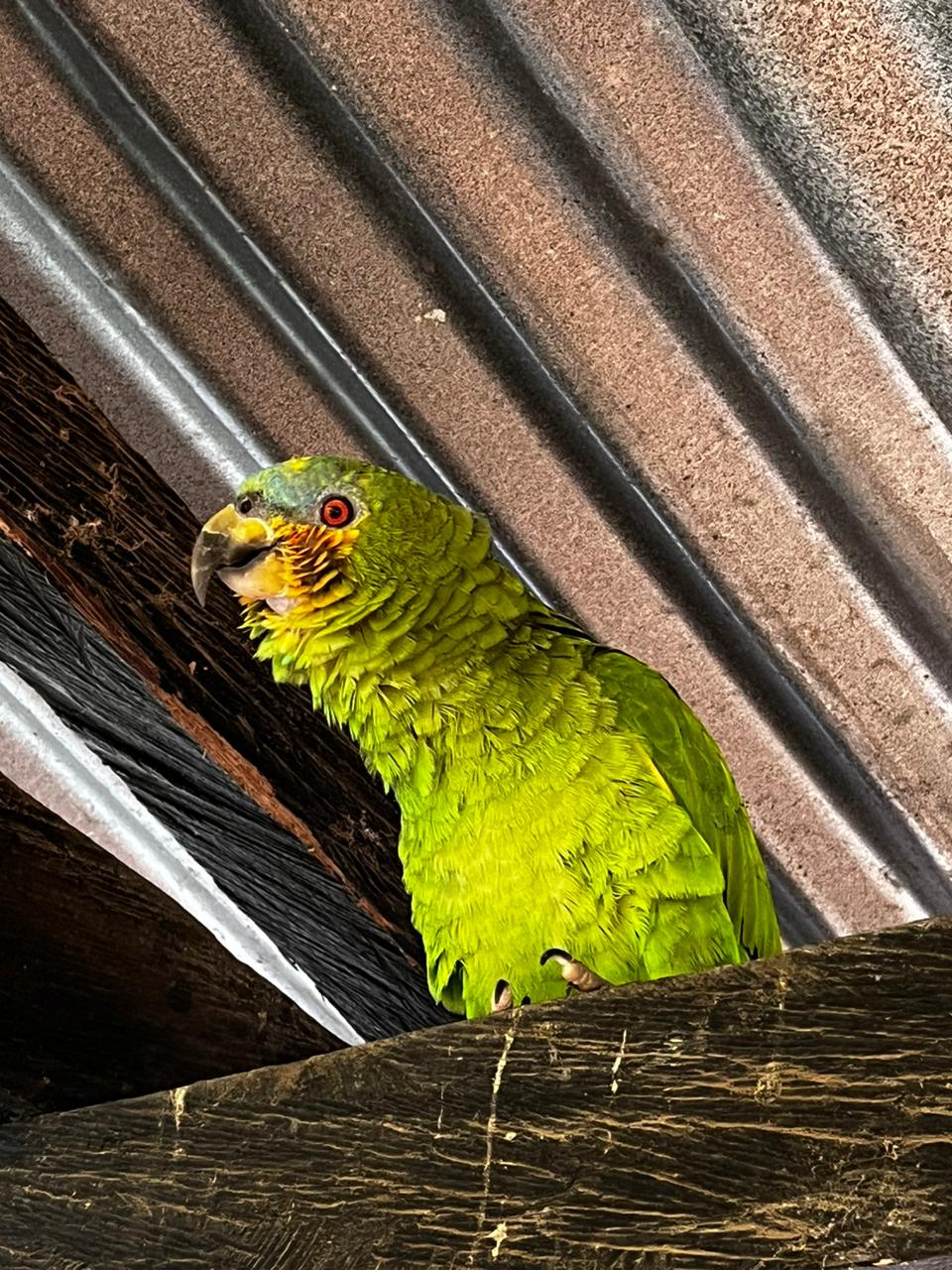 Microscopy Sample Wa0013