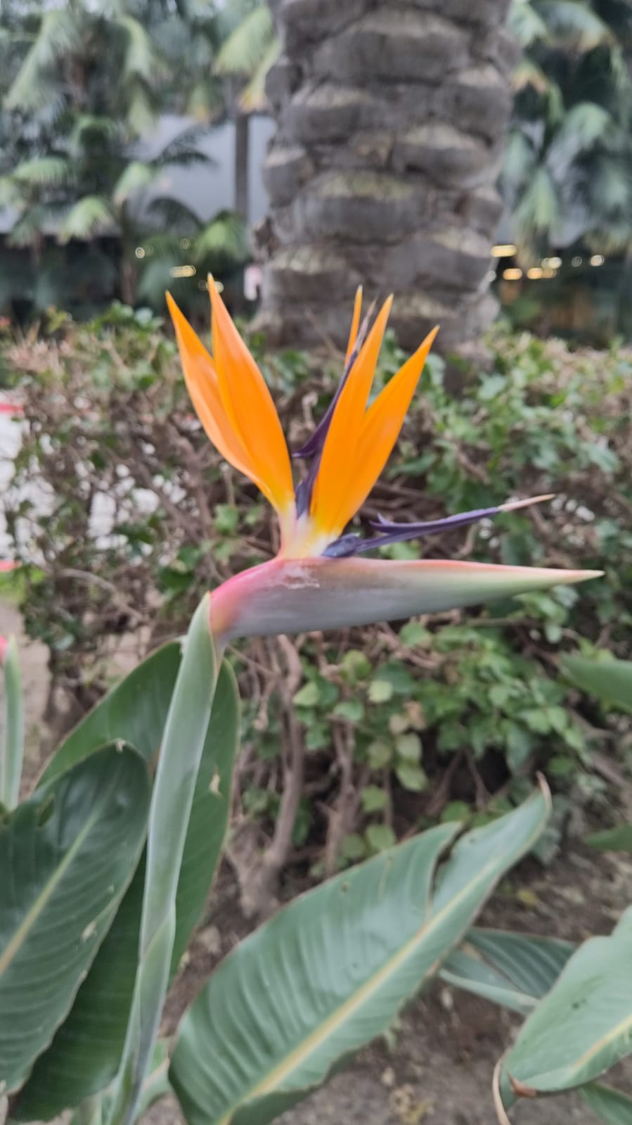 Microscopy Sample Wa0004