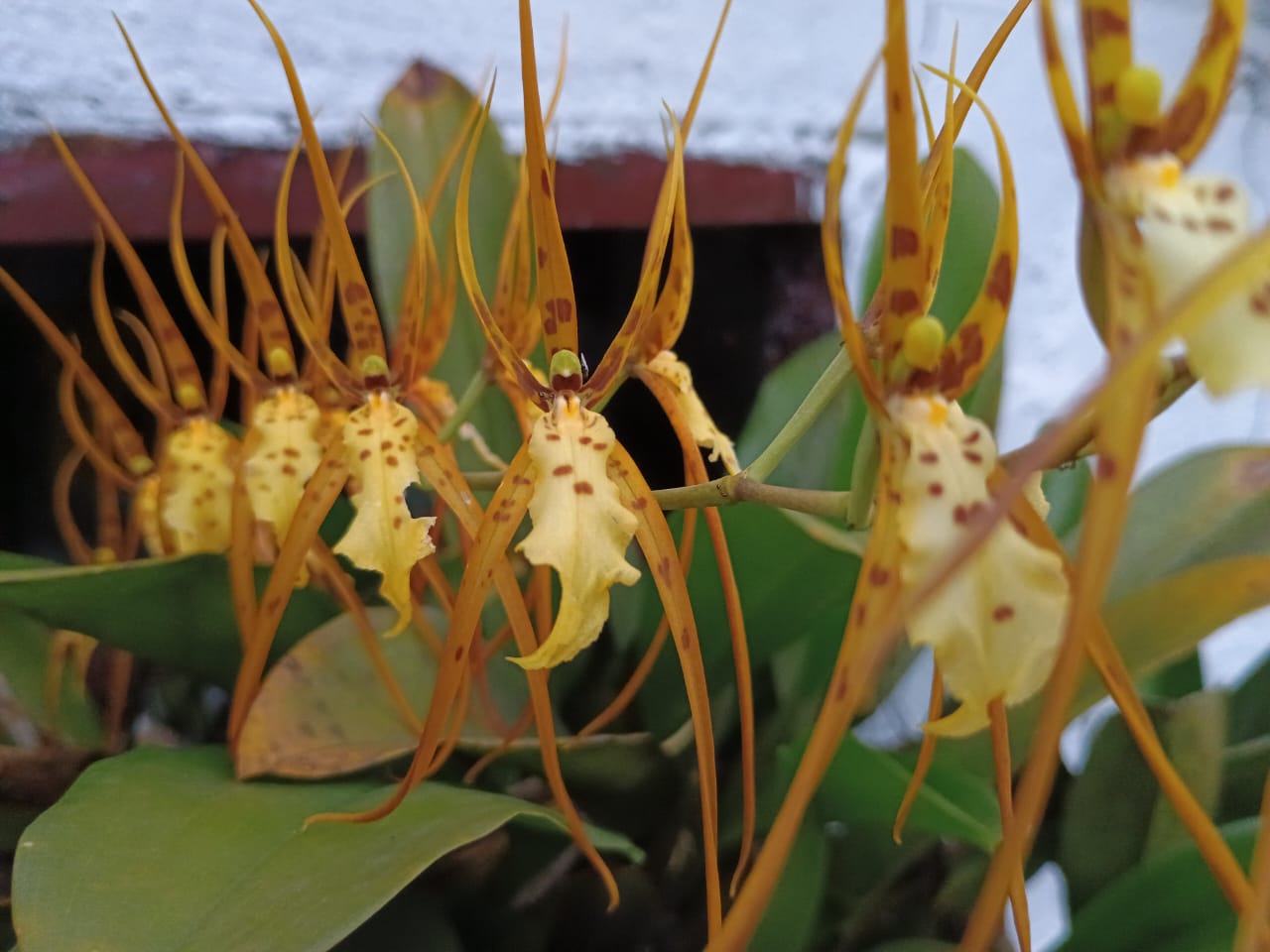 Microscopy Sample Wa0021