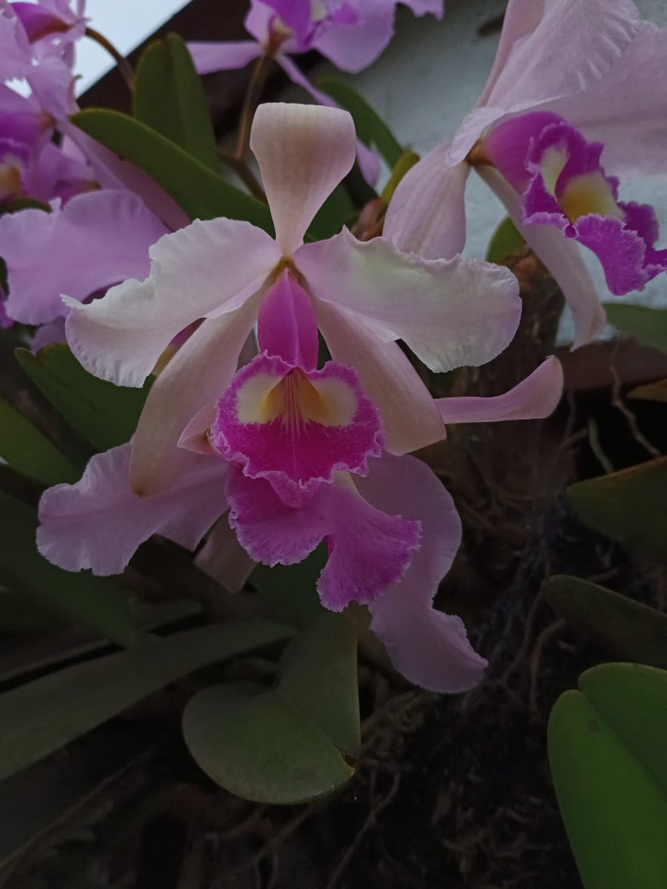 Microscopy Sample Wa0022