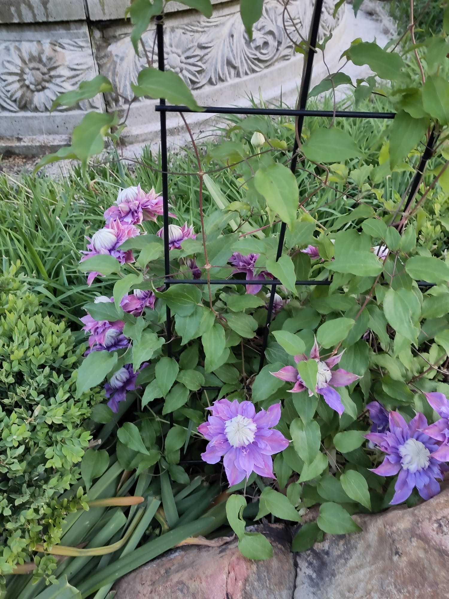 Microscopy Sample Wa0012