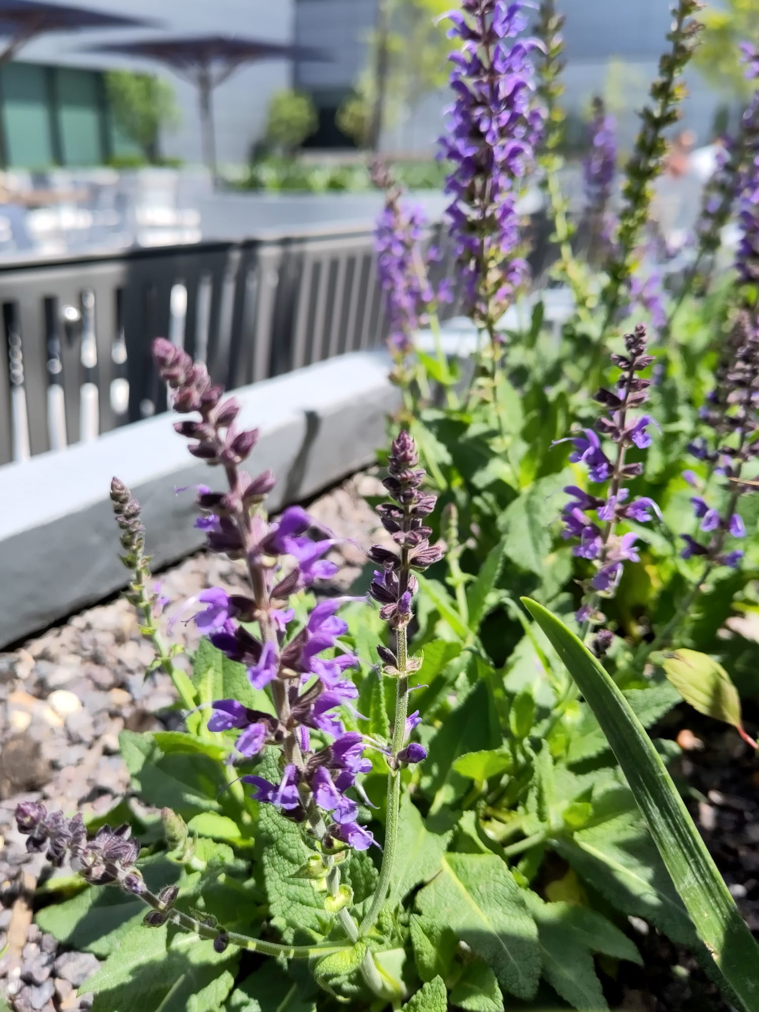 Microscopy Sample Wa0016