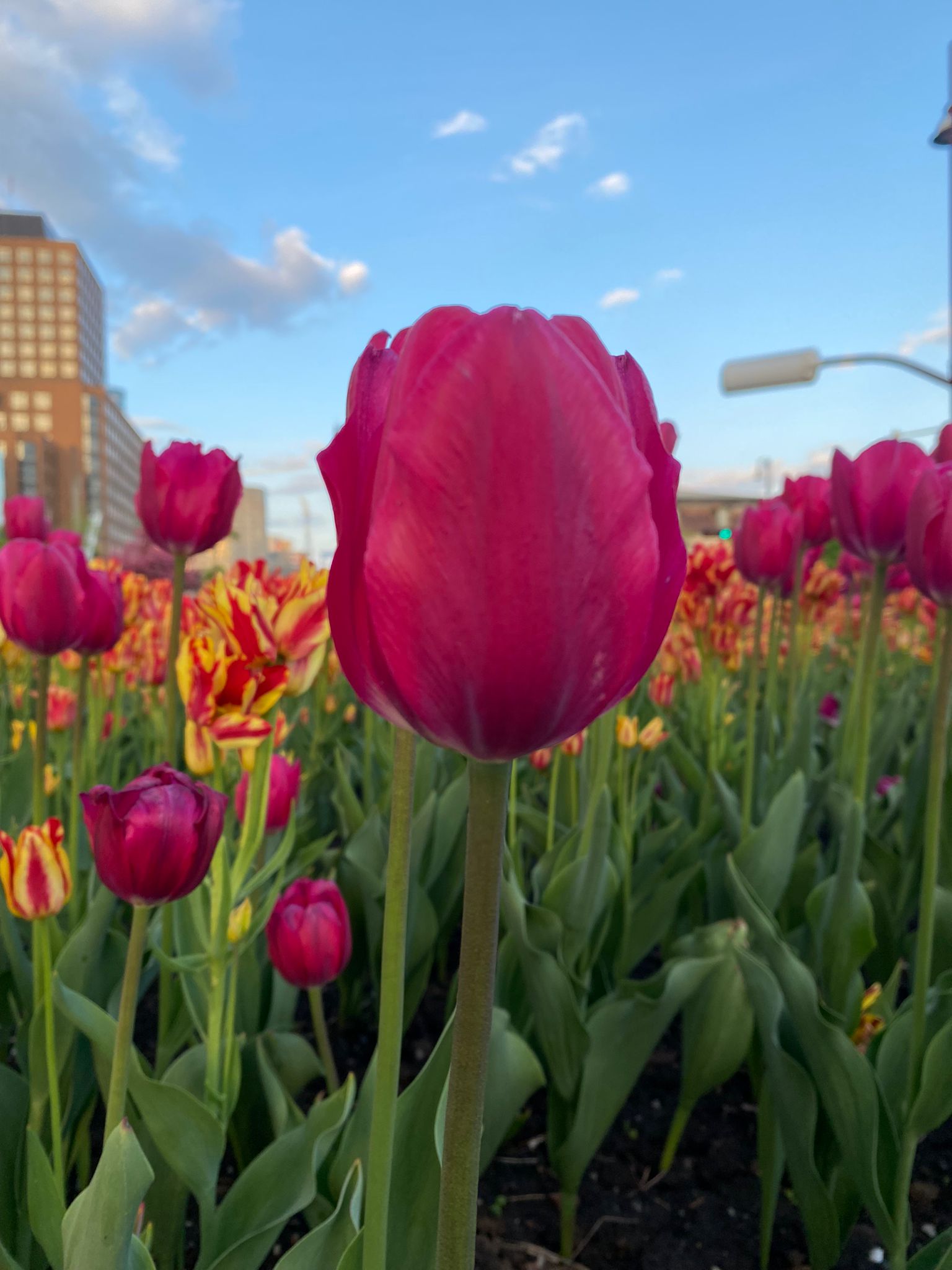 Microscopy Sample Wa0015