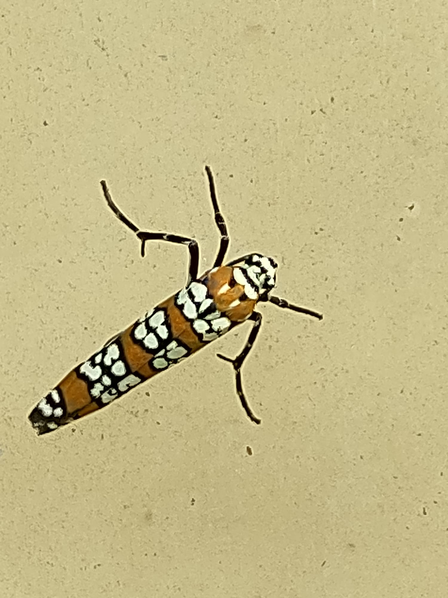 Microscopy Sample Wa0006