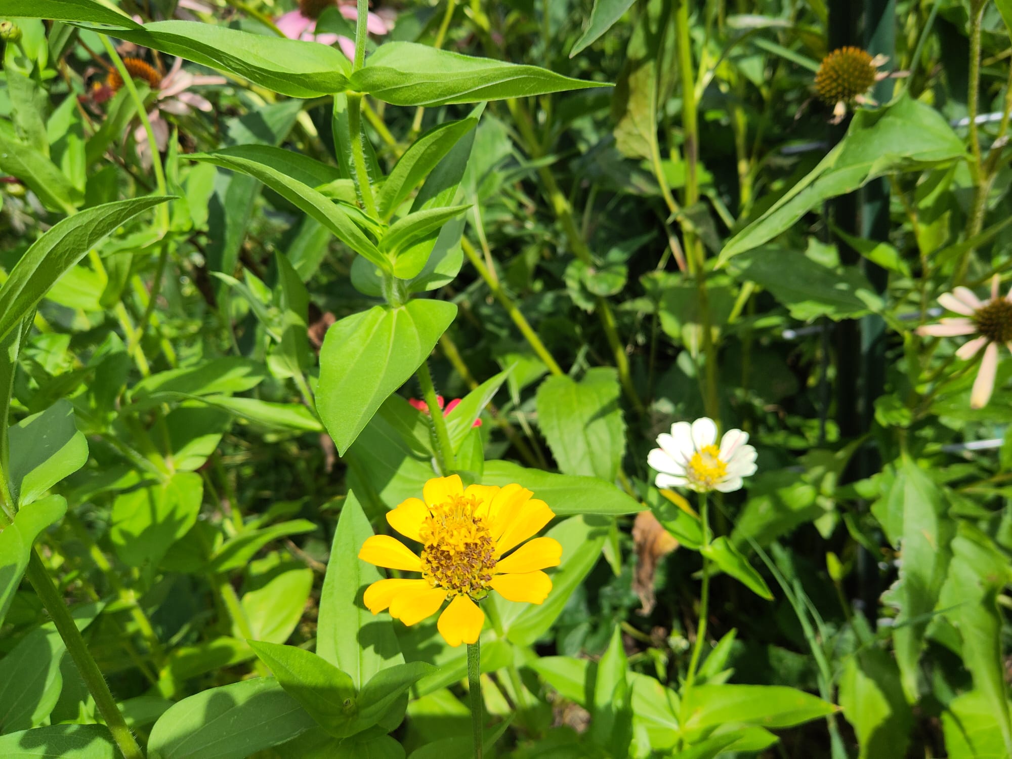 Microscopy Sample Wa0001