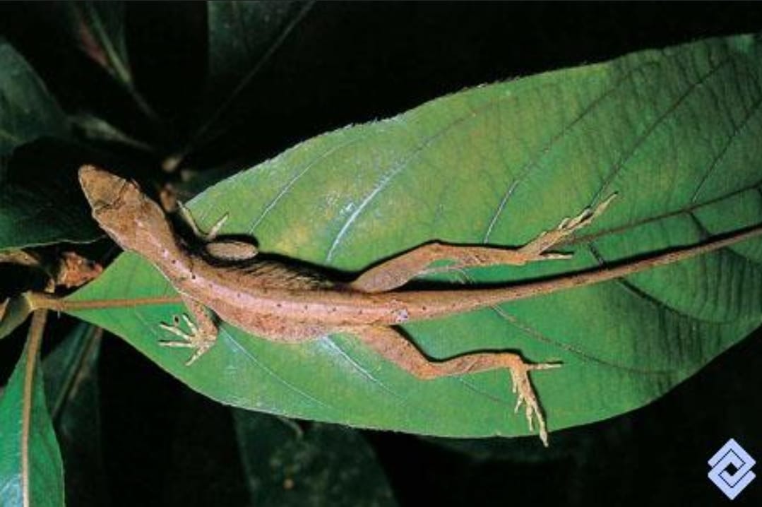 Microscopy Sample Wa0023