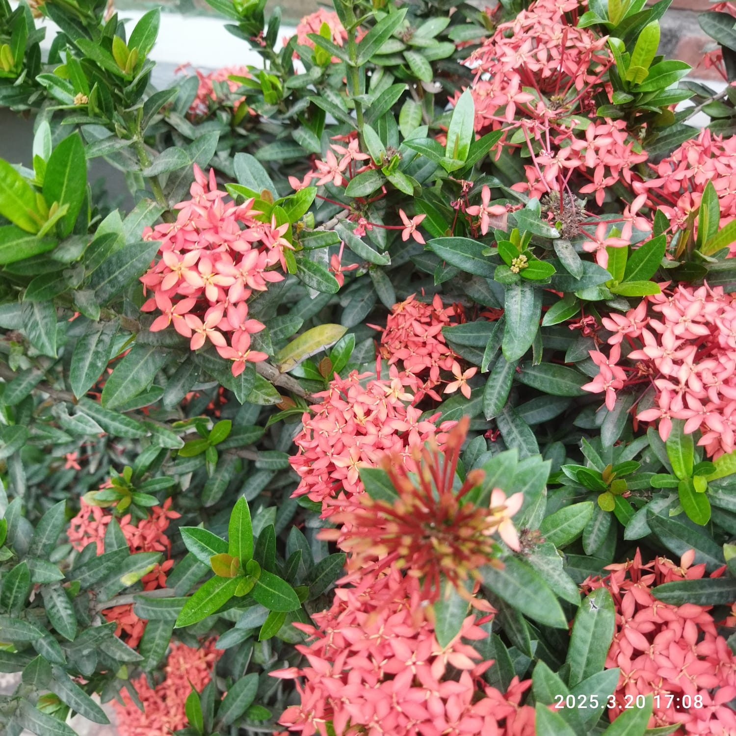 Microscopy Sample Wa0011