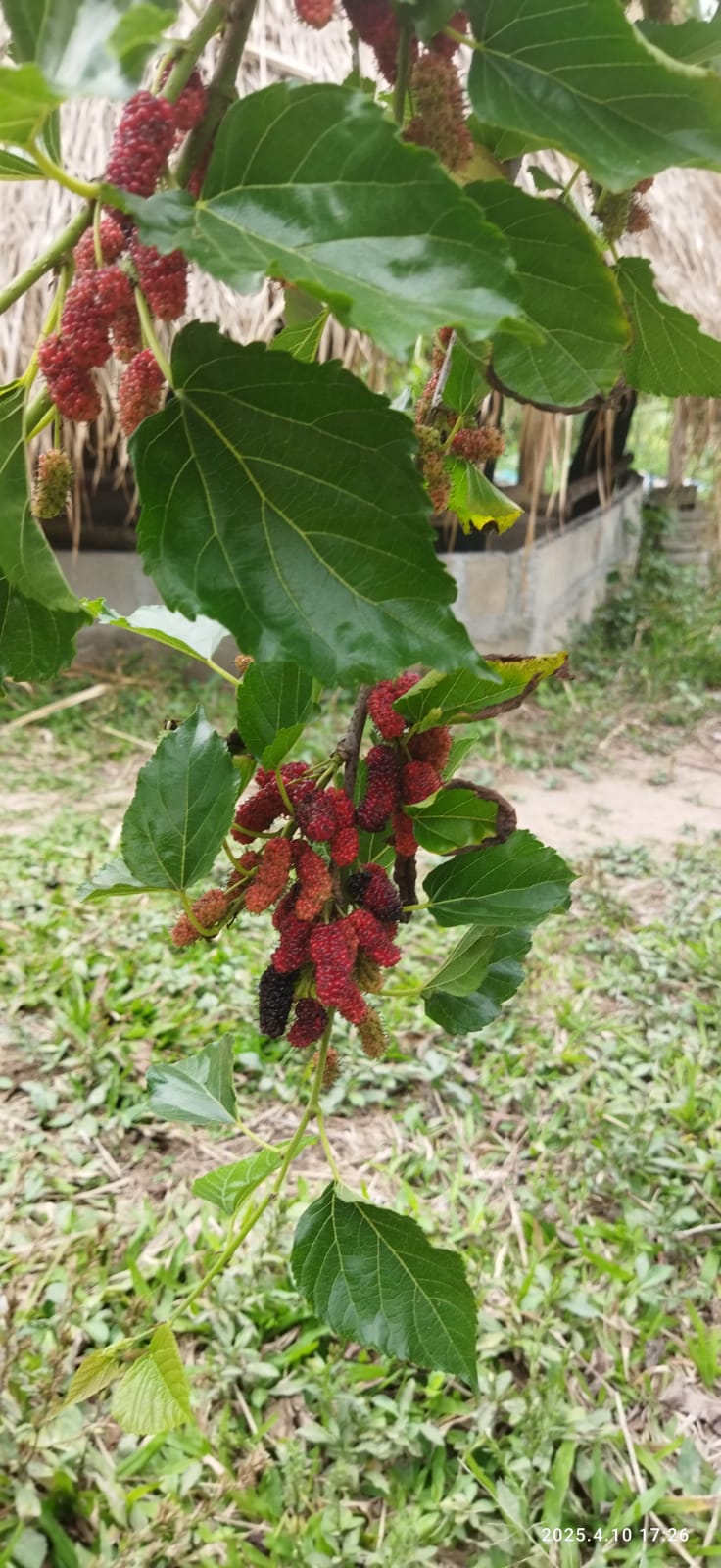 Microscopy Sample Wa0003