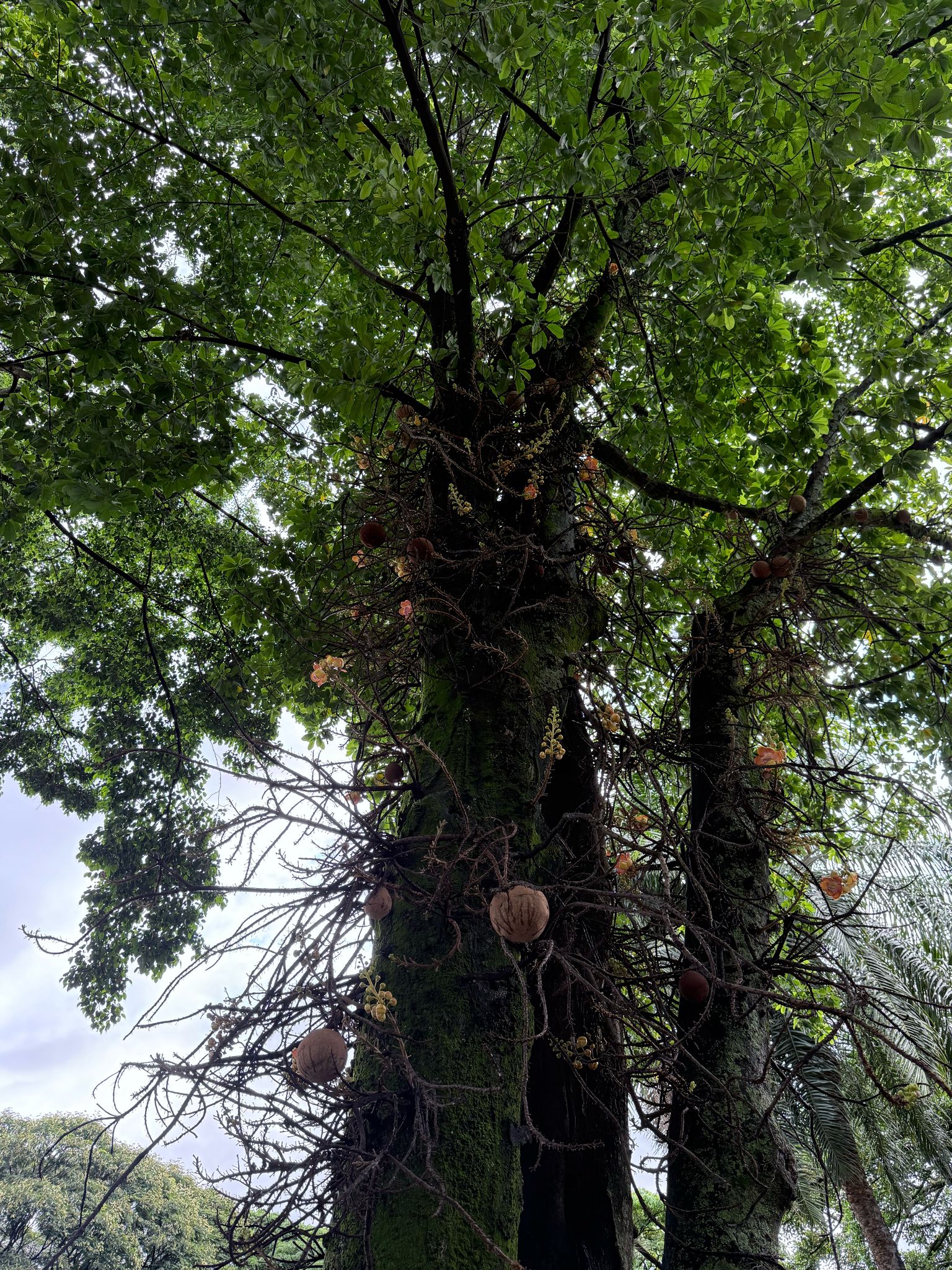 Microscopy Sample Wa0007