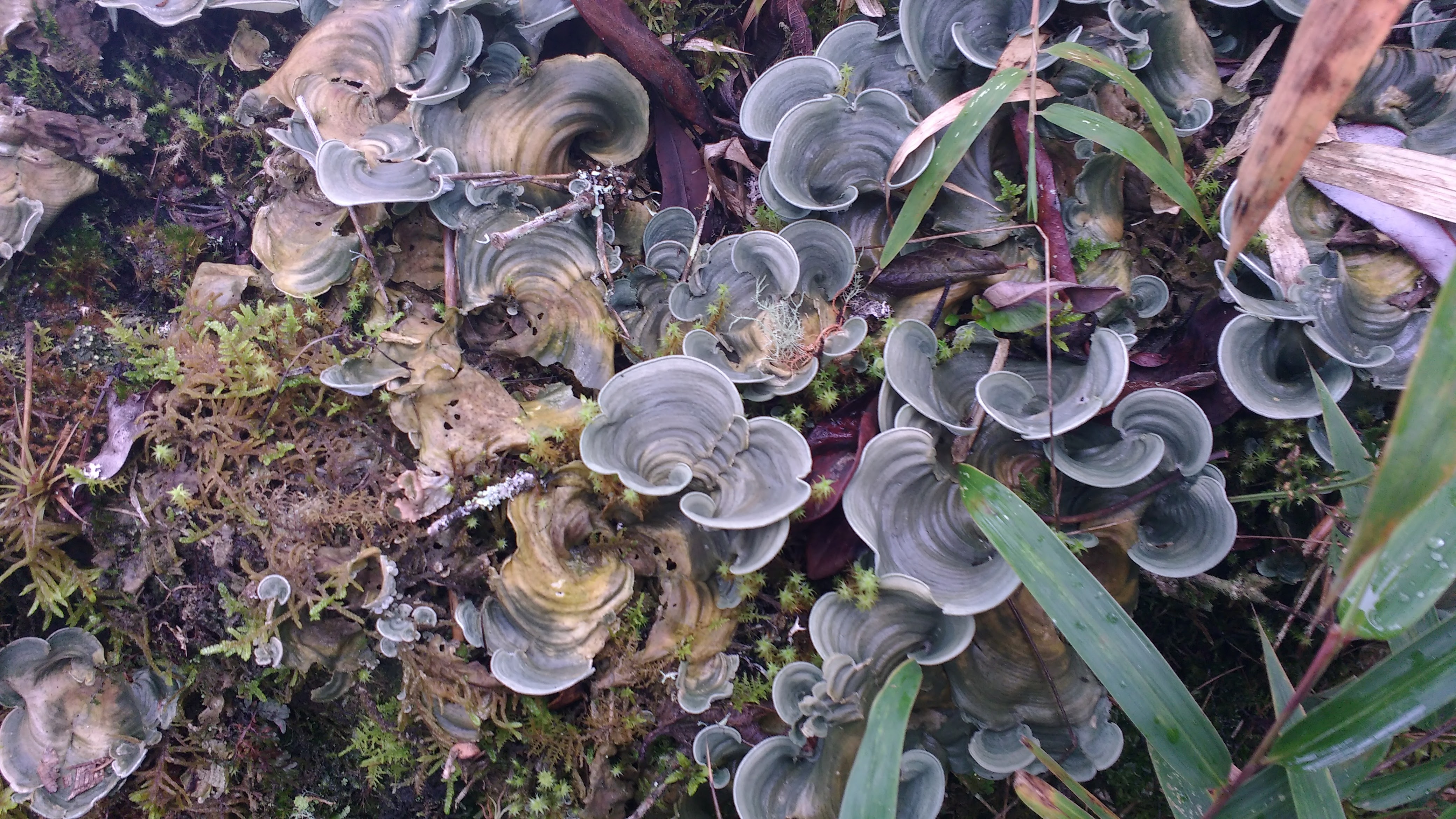 Microscopy Sample 143317561