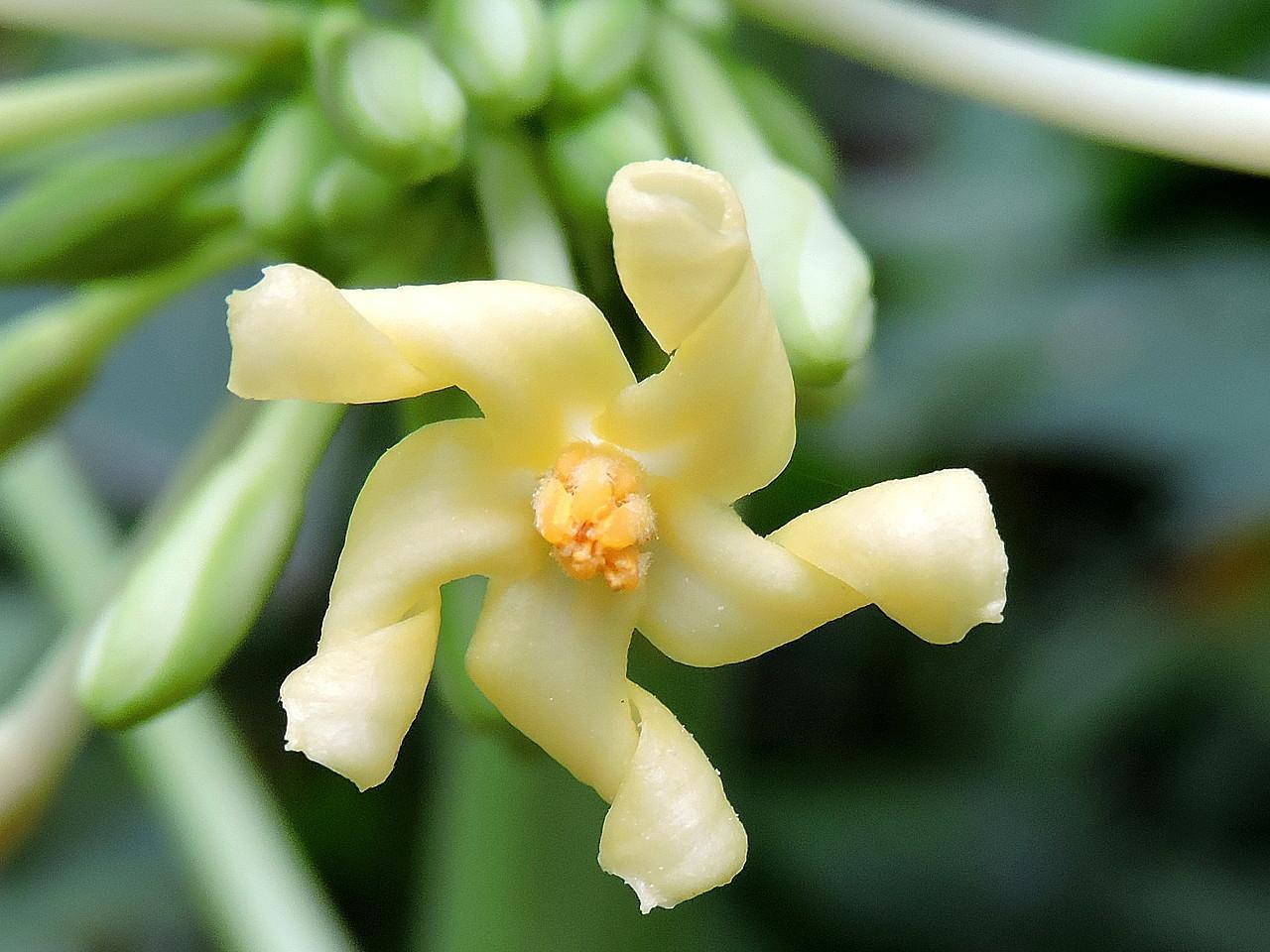 Papaya Flower