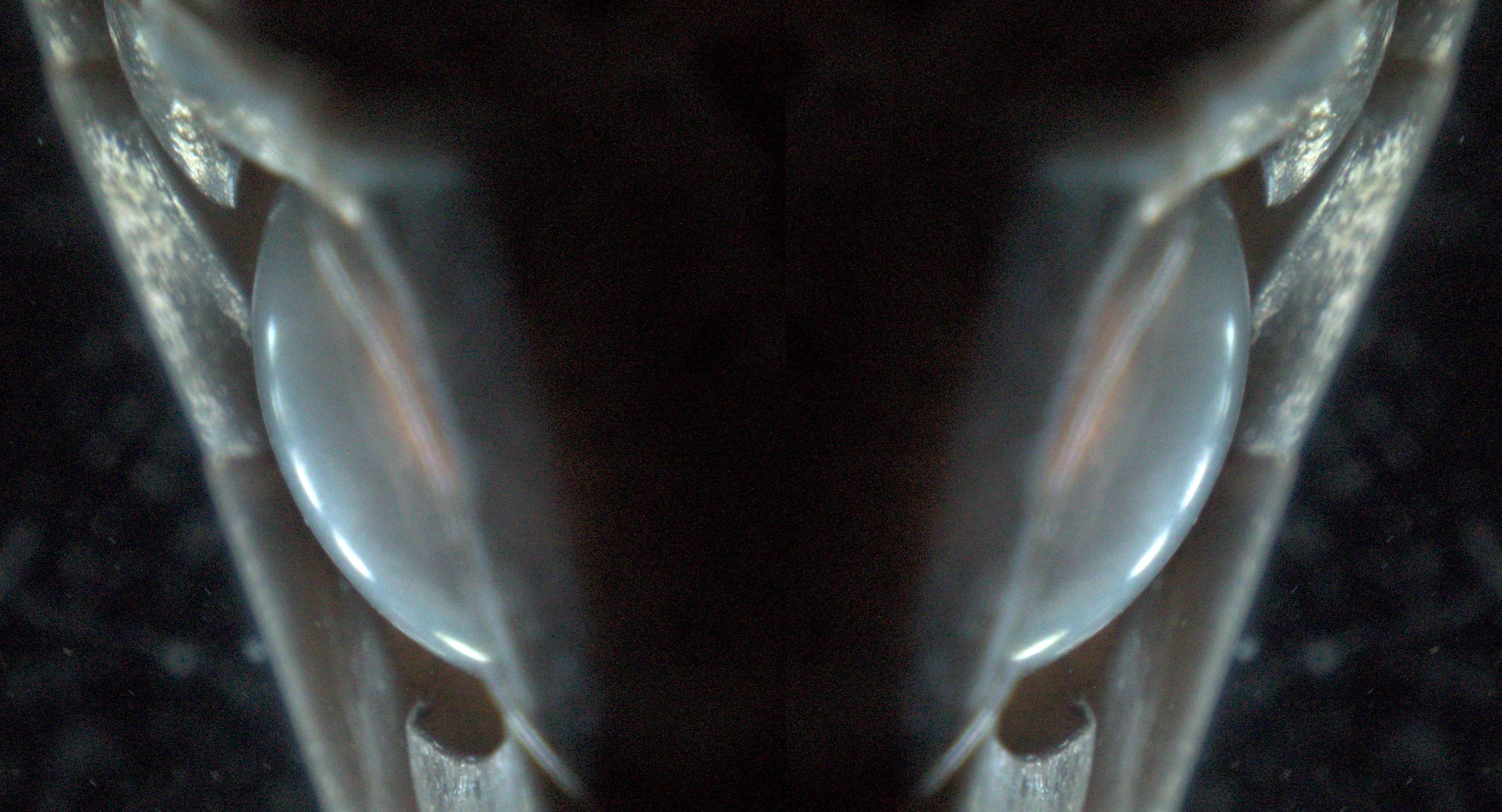 Snake Cranial Structure