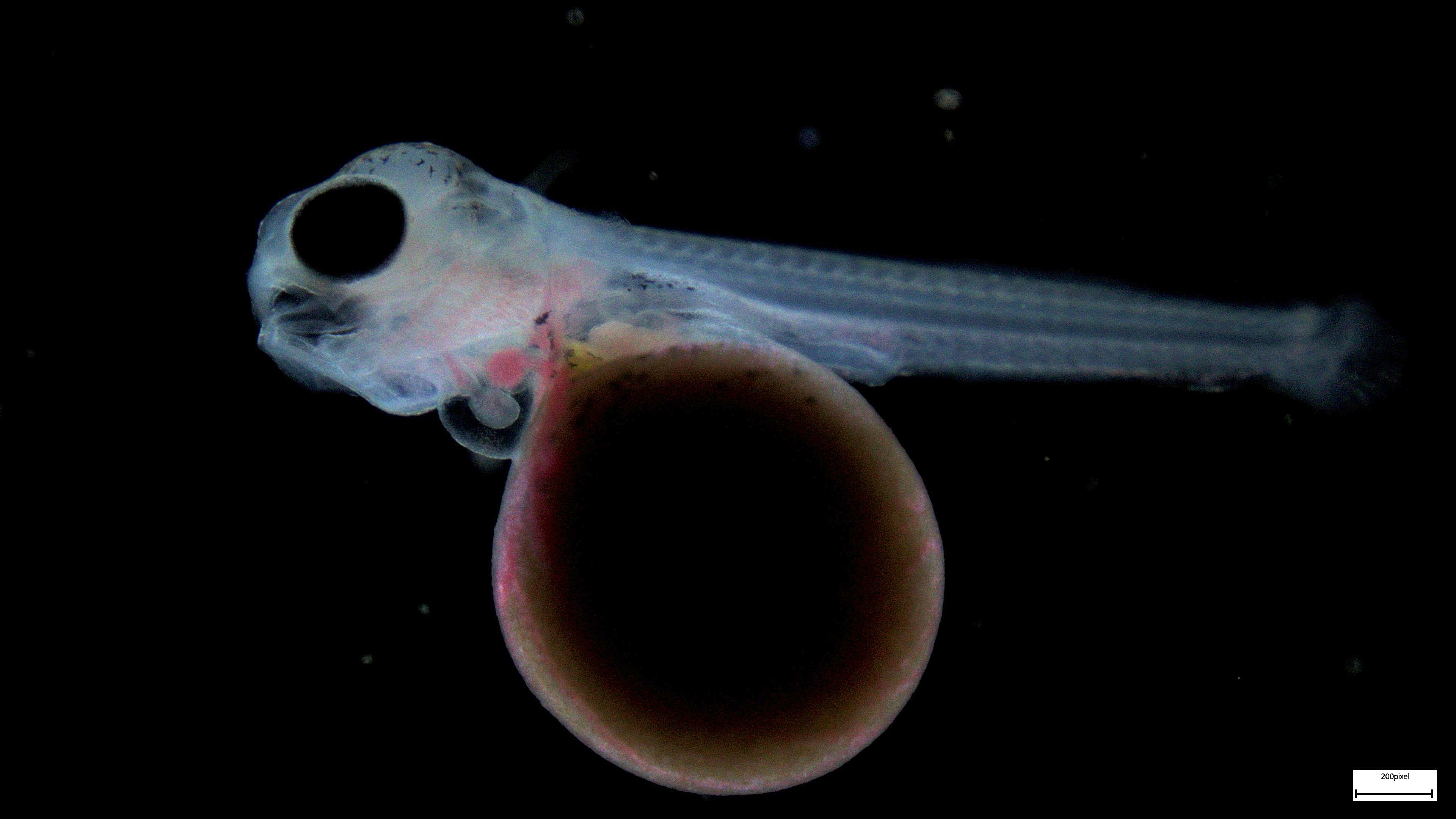 Microscopy Sample 10 07 003