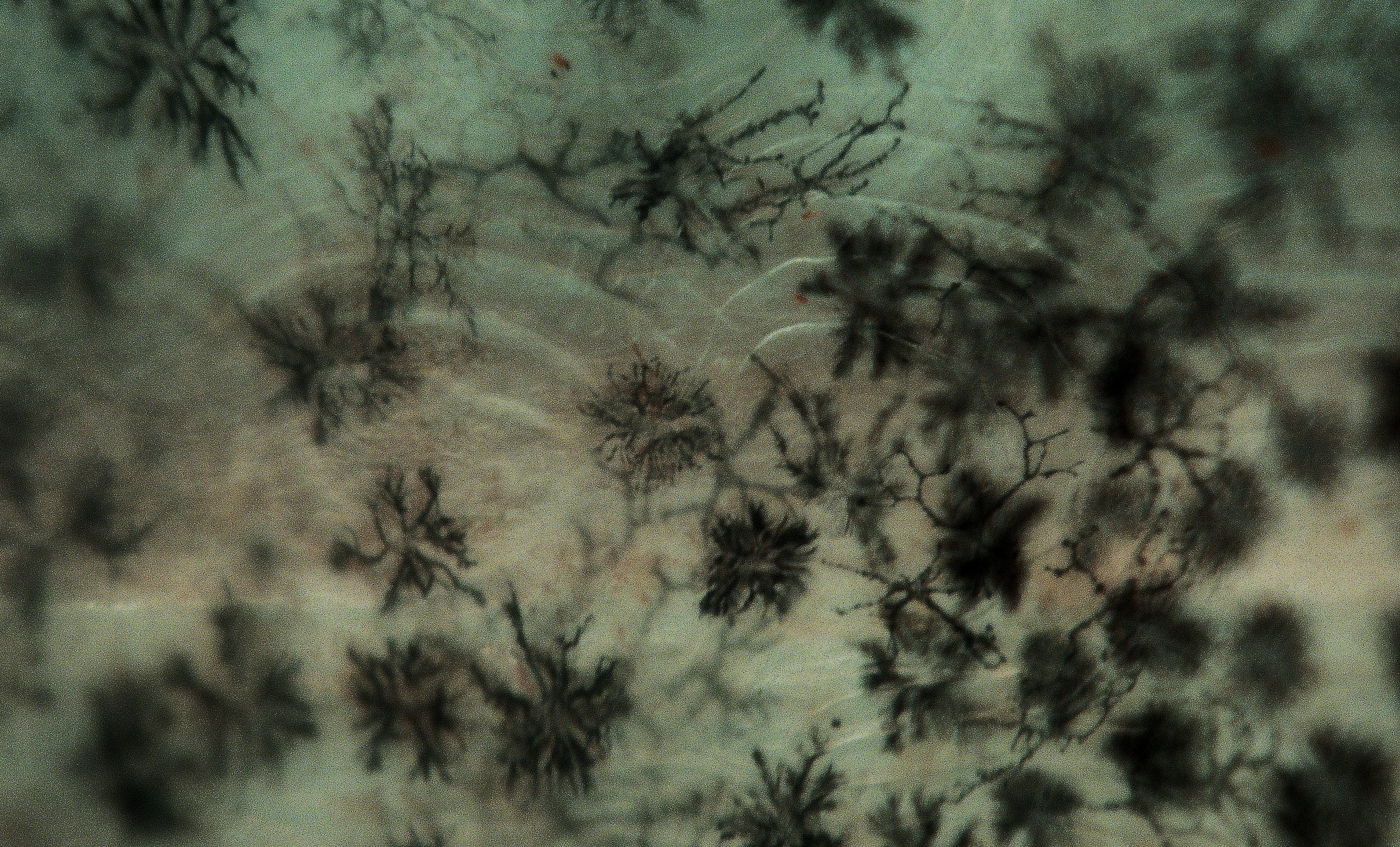 Cichlid Epidermal Tissue