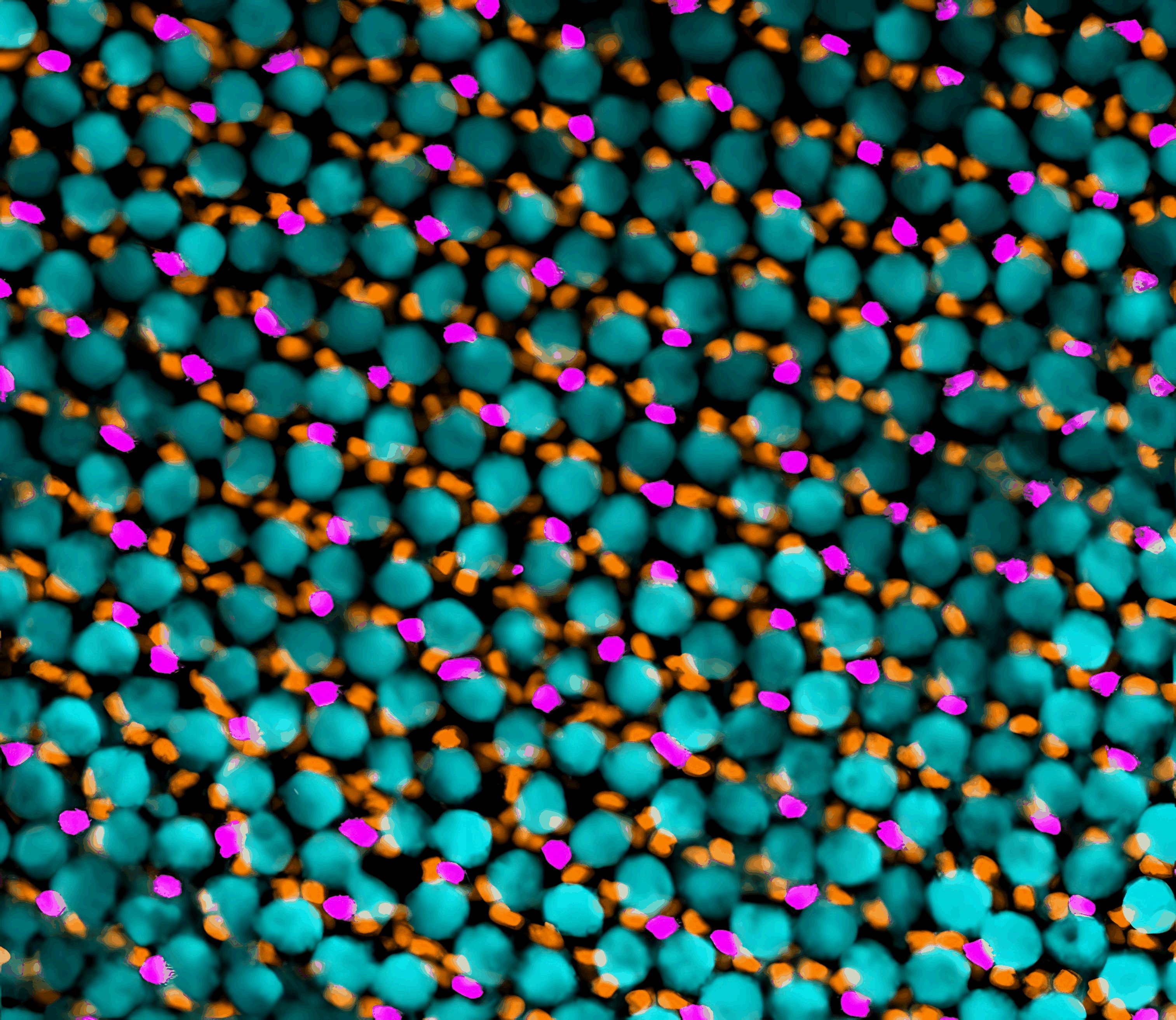 Image65 1009X875 Upscaled