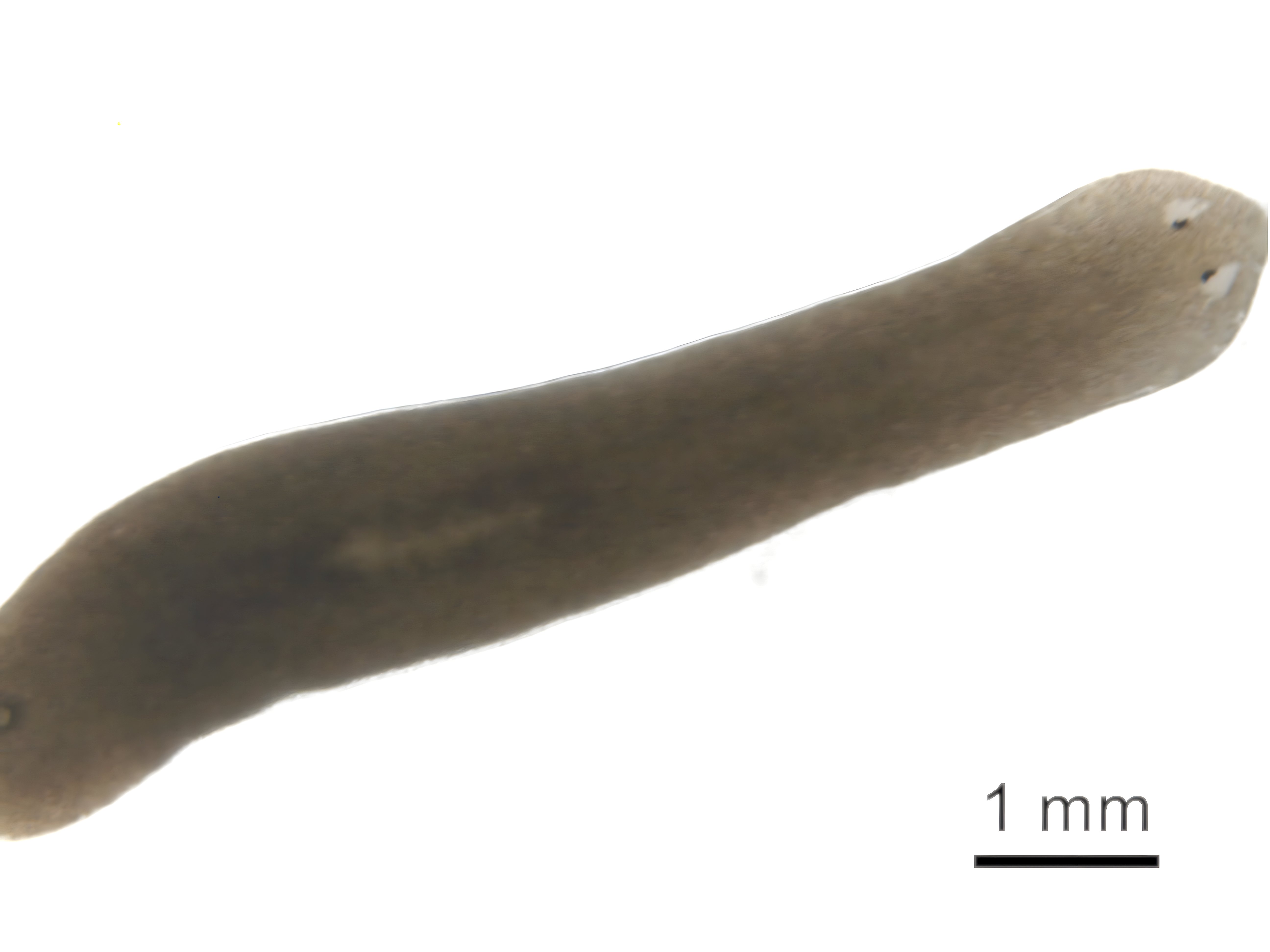Planaria